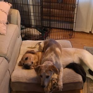 Meet your Posher, Elizabeth